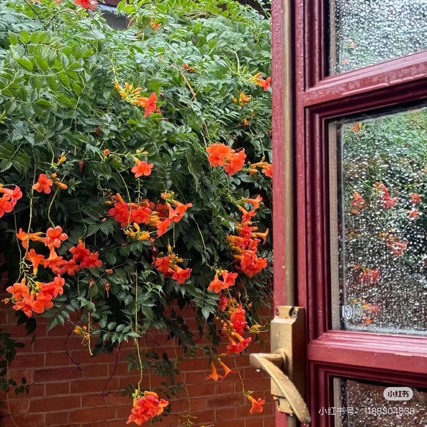 Trọng Sinh: Ly Hôn Với Chuyên Gia Đàm Phán